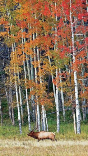 Photos from the Field: Fall Trees Provide Backdrop for Bull Elk